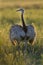 Rhea La Pampa , Argentina