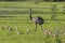 Rhea or Nandu mother and chicks foraging, Pantanal Wetlands, Mato Grosso, Brazil