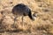 Rhea, South American Ostrich