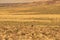 Rhea Tarapacensis, a Close Relative of  Lesser Rhea Bird in Atacama desert, Los Flamencos National Reserve, Chile