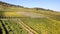 Rheingau vineyards