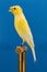 Rheinlaender Canary Bird