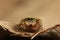 Rhene Flavigera Jumping Spider