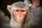 The Rhesus macaque