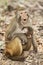 Rhesus Macaque the best-known species of Old World monkeys