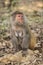 Rhesus Macaque the best-known species of Old World monkeys