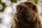 Rhesus Macaque - Close up