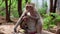 Rhesus macaque with a cub sits on the ground and eats banana