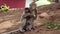 Rhesus macaque with cub sits on the ground and eats banana