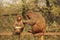 Rhesus Macaque grooming young macaque, New Delhi