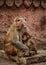 Rhesus macaque with her little one in Varanasi, India