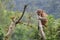 Rhesus Macaque, Kam Shan Country Park, Hong Kong