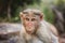 Rhesus Macaque little monkey