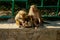 Rhesus Macaque Macaca mulatta monkeys lousing each other while sitting on stone in Swayambhunath Monkey temple in Kathmandu,