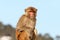 Rhesus Macaque, Macaca mulatta old world monkey