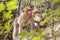 Rhesus Macaque monkey