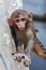 Rhesus macaque monkey