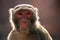 The rhesus macaque monkey