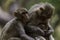 Rhesus Macaque Monkey with Baby