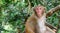 Rhesus macaque monkey in China