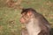 Rhesus Macaque Monkey clear focused view during day