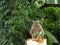 Rhesus macaque monkey eating orange flowers while looking at a bunch of flowers