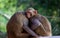 Rhesus macaque Monkey are familiar brown primates or apes or Macaca or Mullata sleeping under the tree in tropical forest