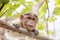 Rhesus Macaque monkey family