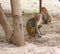 Rhesus Macaque Monkey Family with Kid in Forest