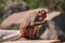 Rhesus Macaque Monkey , Monkey sitting on wall , eating banana