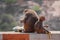 Rhesus Macaque Monkey , Mother and Baby Monkey sitting on wall , eating banana