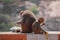 Rhesus Macaque Monkey , Mother and Baby Monkey sitting on wall , eating banana