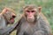 Rhesus macaque monkeys