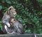 Rhesus Macaque Monkeys Indonesia