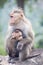 Rhesus Macaque mother and baby sitting near a highway