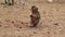 Rhesus macaque sits on the ground and eats fruit