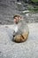 Rhesus macaque sitting alone