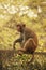 Rhesus Macaque sitting on a fence, New Delhi