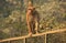 Rhesus Macaque walking on a fence, New Delhi