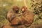 Rhesus Macaques grooming each other, New Delhi