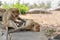 Rhesus macaques grooming  in Hua hin town in Thailand