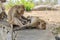 Rhesus macaques grooming  in Hua hin town in Thailand