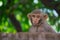 Rhesus macaques monkey are familiar brown primates or apes or Macaca or Mullata looking into the camera