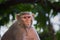 Rhesus macaques monkey are familiar brown primates or apes or Macaca or Mullata looking into the camera