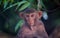 Rhesus macaques monkey are familiar brown primates or apes or Macaca or Mullata looking into the camera