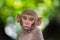 Rhesus macaques monkey are familiar brown primates or apes or Macaca or Mullata looking into the camera