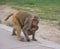 Rhesus Macaques Monkey of India