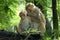 Rhesus macaques-mother picking louse