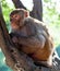 Rhesus makaque monkey