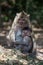 Rhesus monkey at Angkor Wat in Cambodia.